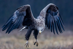 Poland-Wildlife-Eagles-07